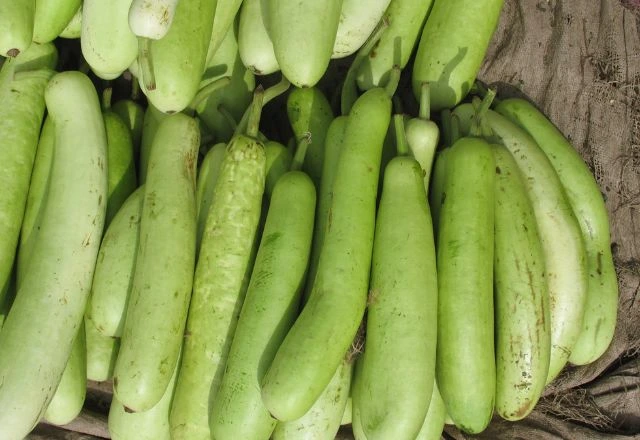 Bottle gourds