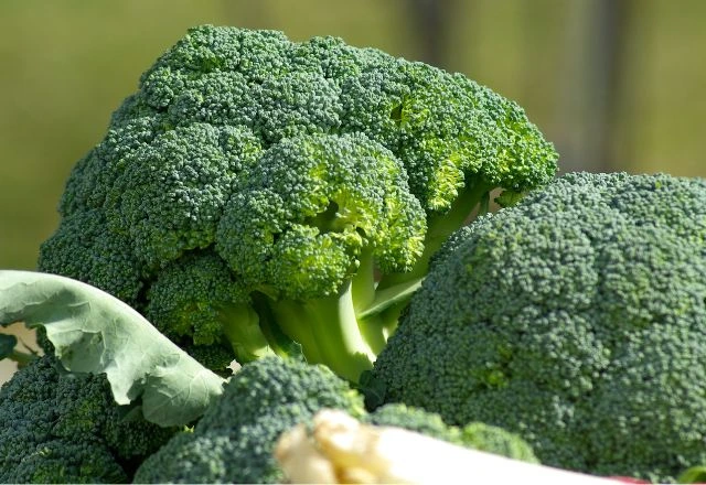 Fresh Broccoli