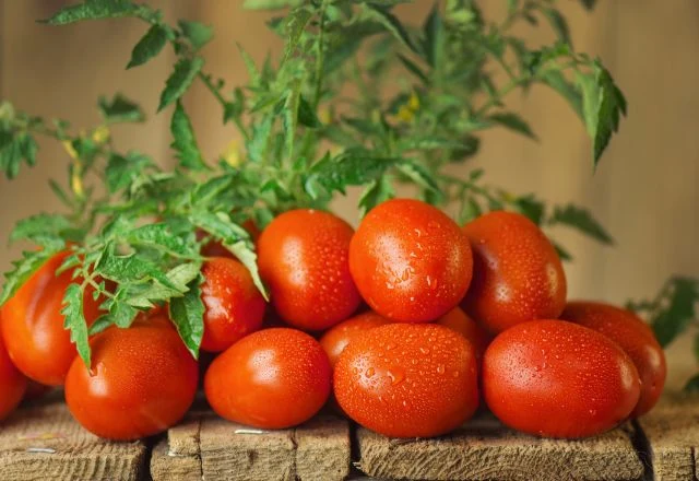 Fresh_Tomatoes